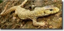 yellow varanus