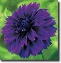 purple dahlia