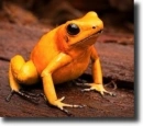 poison frog