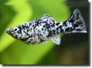 dalmata molly