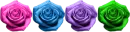 roses