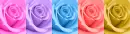 roses