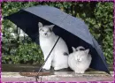 cats