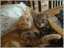 cats