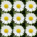 daisies