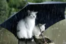 cats with rain