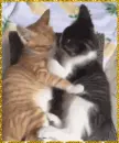 cats