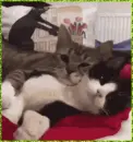 cats