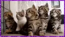 cats