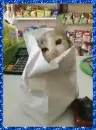 cat