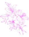 lilies