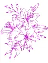 lilies