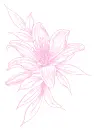 lilies