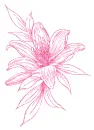 lilies
