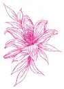 lilies