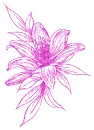 lilies