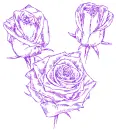 roses
