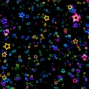 stars