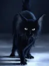 black cat