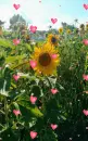 Sunflower & Hearts Background