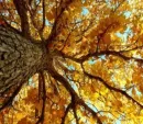 Fall Tree Background