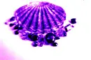 Jessi and Flash Jeweled Shells