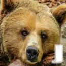 Bear - J