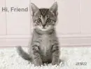 Kitten