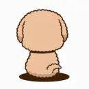 brown dog