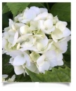 white hydrangea