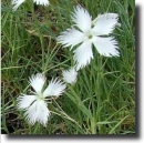 dianthus