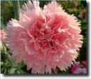 dianthus