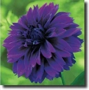 purple dahlia