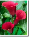red calla