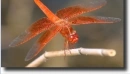 Libelulla saturata
