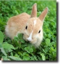 brown bunny