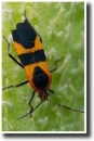 Oncopeltus fasciatus