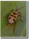 Probergothius  angolensis
