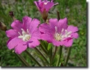 Epilobium hirsutum