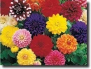 dahlia