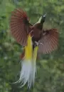 paradise bird