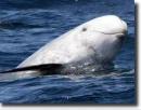 Albino orca