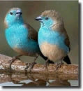 Passerina ciris