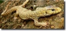 Yellow varanus