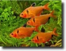 Hyphessobryon  eques