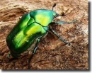 Protaetia affiens