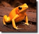 Phyllobates 