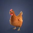 brown hen