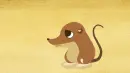 shrew