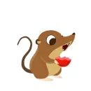 shrew